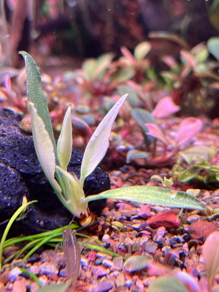 金龍魚所屬行業：金龍魚所屬行業是什么？