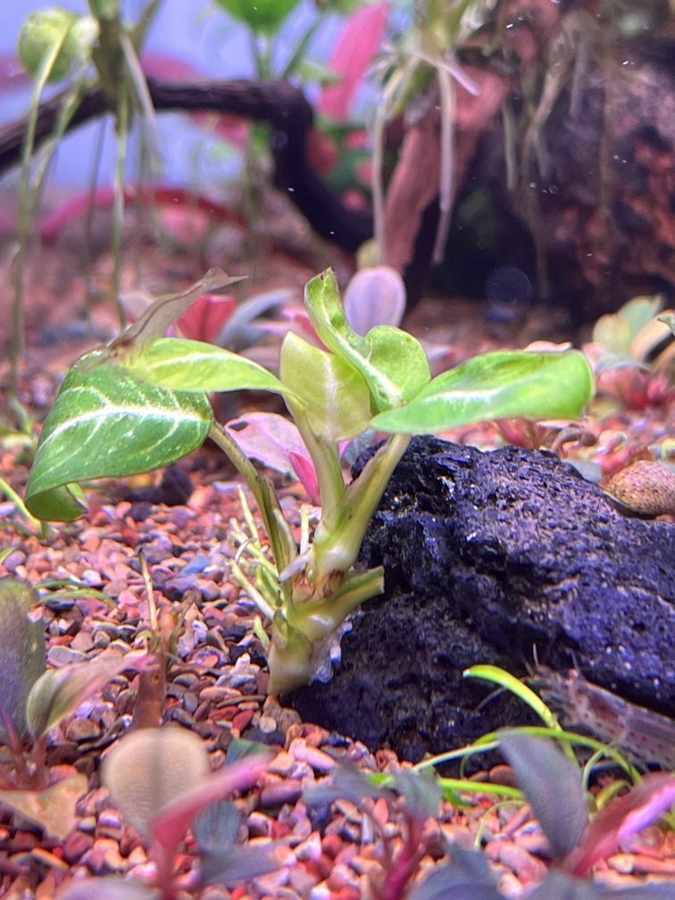 金龍魚所屬行業：金龍魚所屬行業是什么？