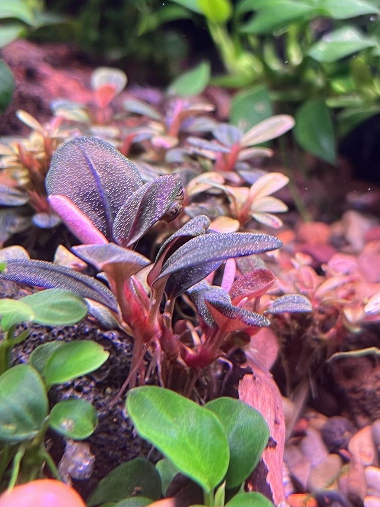 金龍魚所屬行業：金龍魚所屬行業是什么？