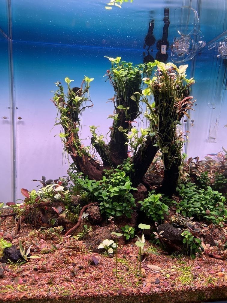 金龍魚所屬行業：金龍魚所屬行業是什么？