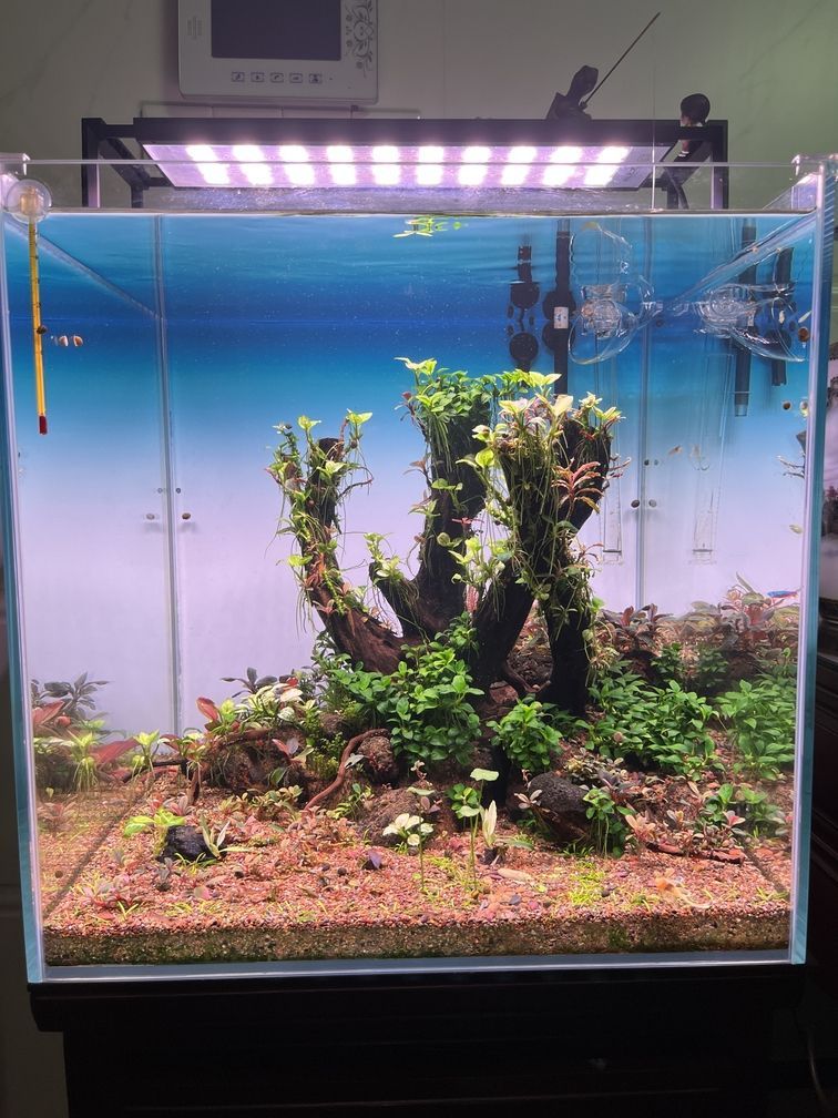 金龍魚所屬行業：金龍魚所屬行業是什么？