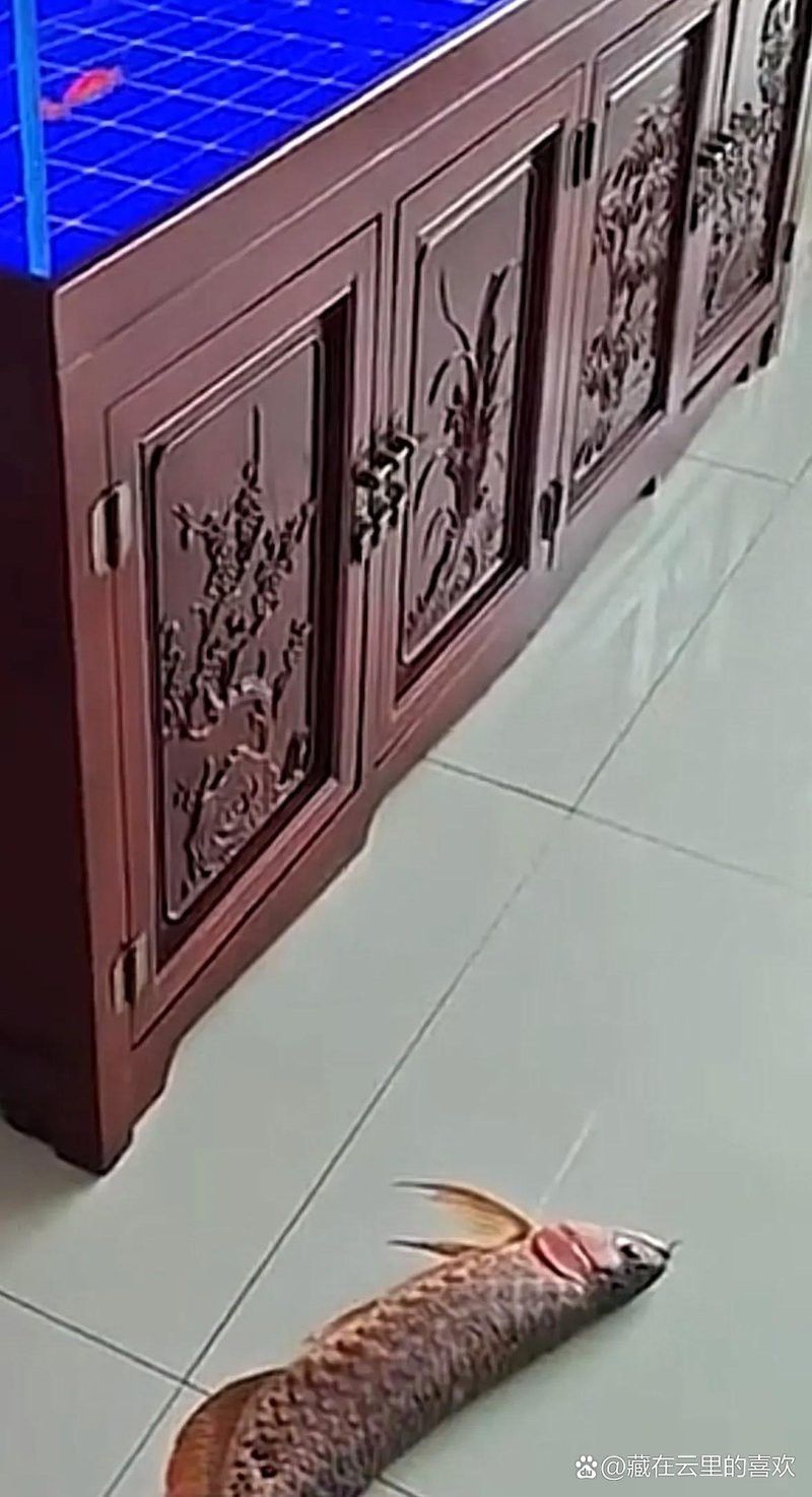 紅龍魚對水質(zhì)波動敏感嗎？