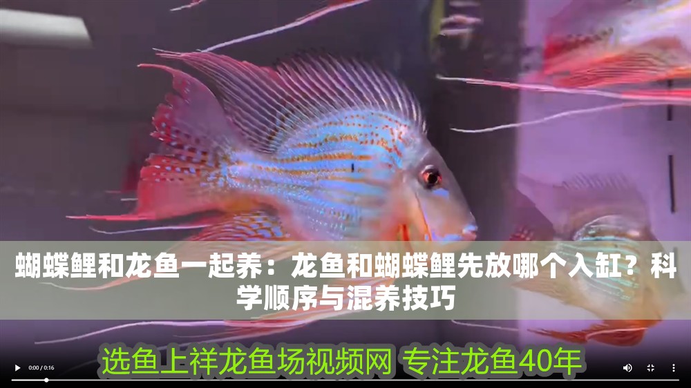 蝴蝶鯉和龍魚一起養(yǎng)：龍魚和蝴蝶鯉先放哪個(gè)入缸？科學(xué)順序與混養(yǎng)技巧