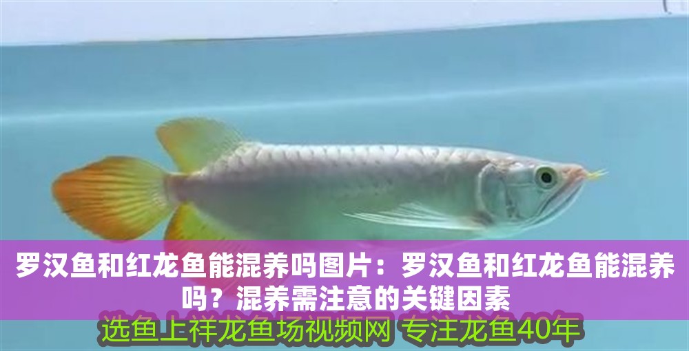 羅漢魚(yú)和紅龍魚(yú)能混養(yǎng)嗎圖片：羅漢魚(yú)和紅龍魚(yú)能混養(yǎng)嗎？混養(yǎng)需注意的關(guān)鍵因素