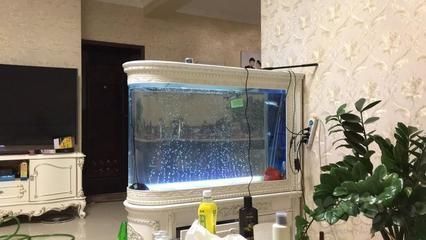 龍魚適合多大的缸養殖：關于龍魚養殖缸尺寸的詳細信息