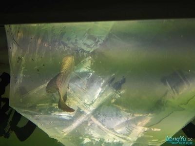 龍魚適合多大的缸養殖：關于龍魚養殖缸尺寸的詳細信息