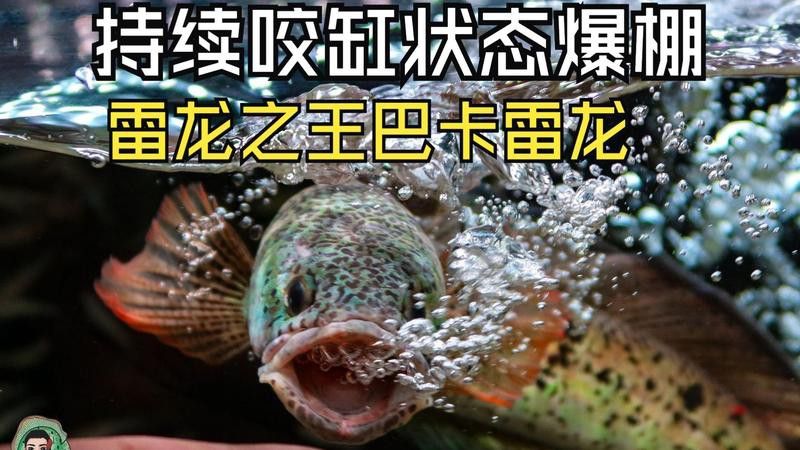 如何判斷巴卡雷龍是否處于攻擊狀態？