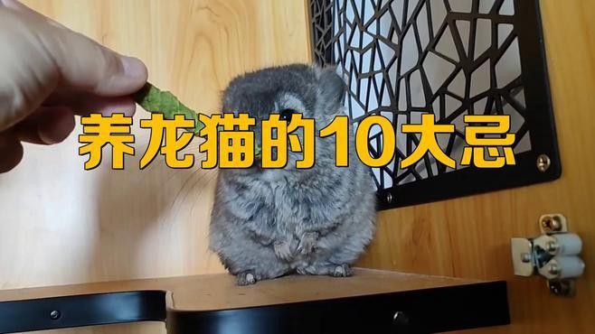 龍貓共養(yǎng)需要注意哪些事項？