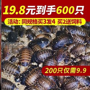 紅龍魚飼料品牌對比評測，紅龍魚專用飼料選購技巧