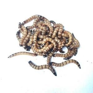 紅龍魚飼料品牌對比評測，紅龍魚專用飼料選購技巧