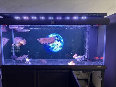龍魚魚缸晚上需要開燈嗎：龍魚魚缸晚上不需要開燈嗎，龍魚魚缸晚上用開燈嗎