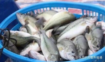 小龍魚苗的選擇是非常重要的，直接影響到后期的養殖效果：小龍魚苗的養殖需要考慮到水質、喂食、養殖密度等因素