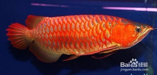 龍魚兜嘴是什么原因造成的：如何預防龍魚兜嘴