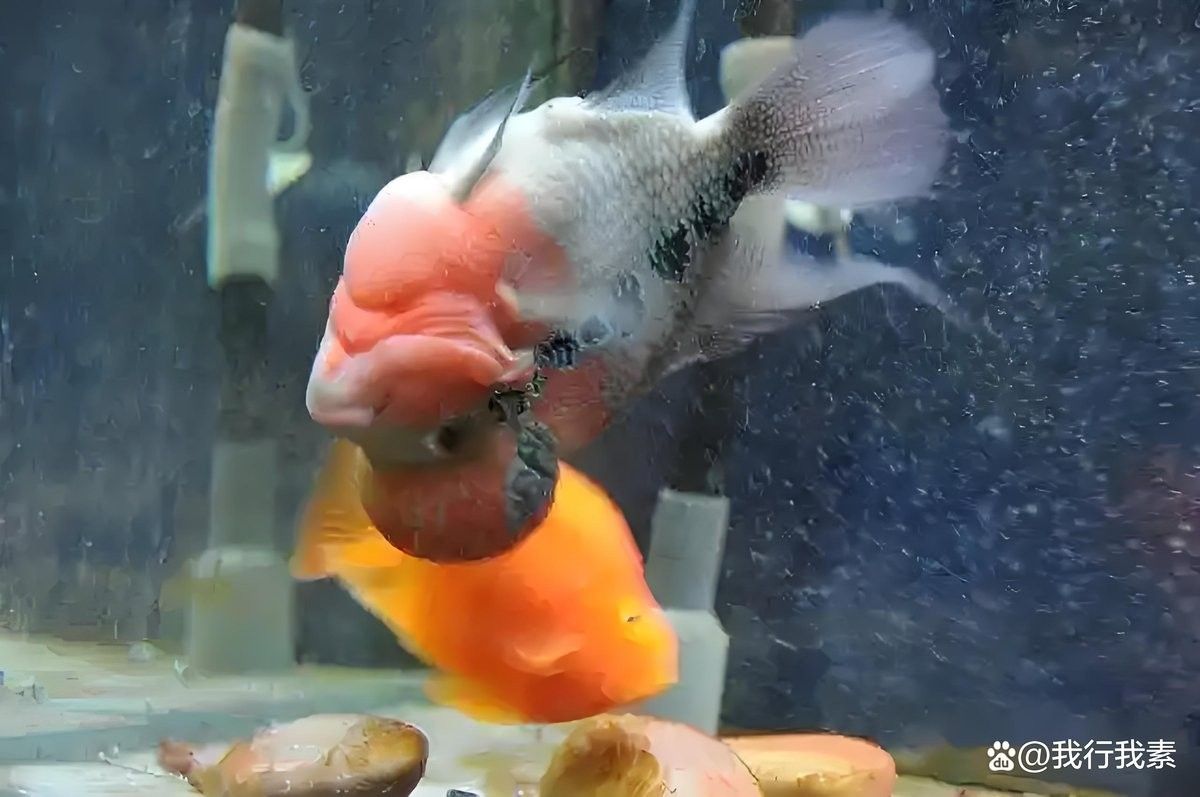 龍魚失鰾癥能自愈嗎？