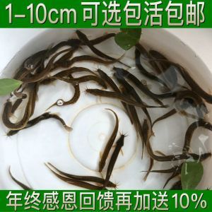 龍魚翹嘴怎么辦才能活起來：如何應對龍魚翹嘴