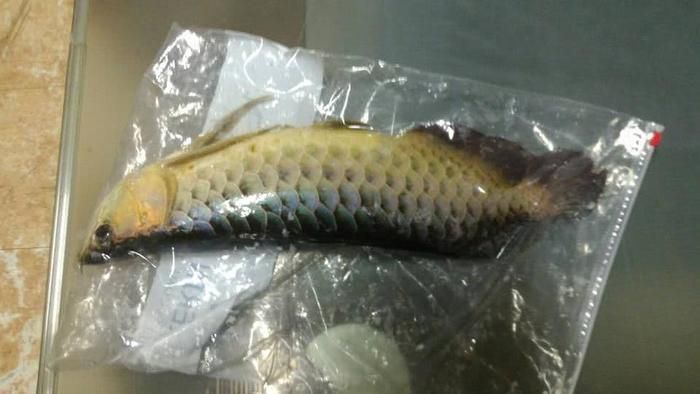 金龍魚33度水溫能活嗎（金龍魚在33度的水溫下可以存活嗎金龍魚水溫多少度最好）