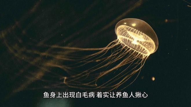 銀龍魚身上長白毛
