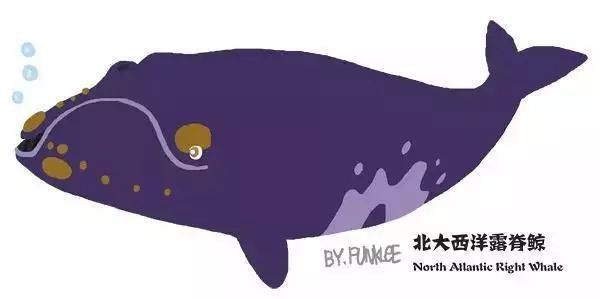 鯨魚種類圖鑒