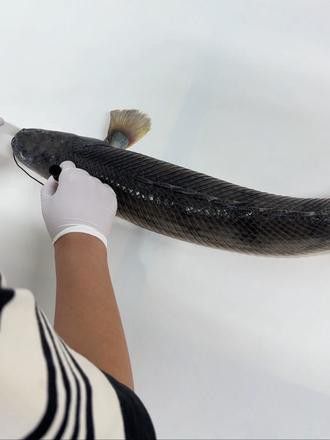 播放恐龍魚長什么樣視頻