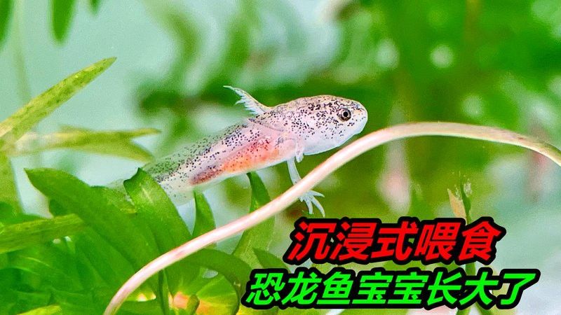播放恐龍魚長什么樣視頻
