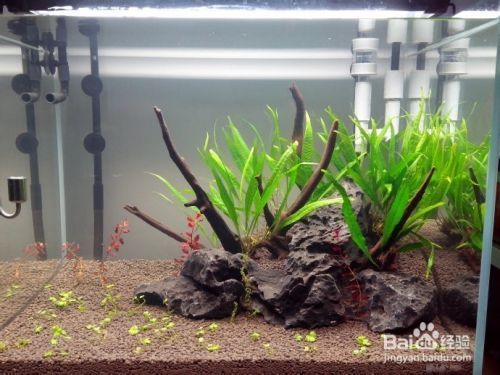 龍魚去缸底游的原因是：導致龍魚去缸底游的原因