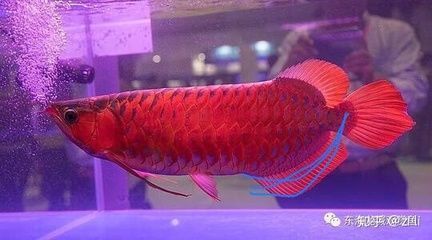 紅龍魚前寬后窄：在挑選紅龍魚時，應注意這些特點