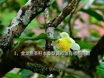 金龍魚顏色變淡了怎么回事：金龍魚顏色變淡了怎么辦