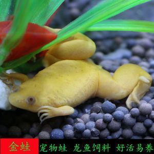 龍魚吃金蛙會導致哪些壞處：龍魚吃金蛙會導致一些健康問題和管理難題，龍魚吃金蛙會導致哪些壞處