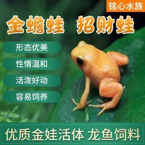 龍魚吃金蛙會導致哪些壞處：龍魚吃金蛙會導致一些健康問題和管理難題，龍魚吃金蛙會導致哪些壞處
