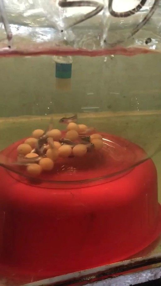 麗江龍魚的卵長什么樣子圖片大全
