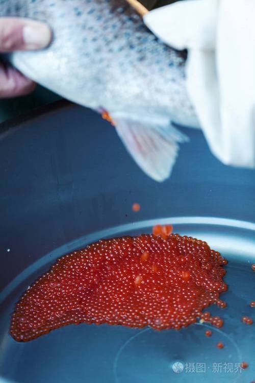 麗江龍魚的卵長什么樣子圖片大全
