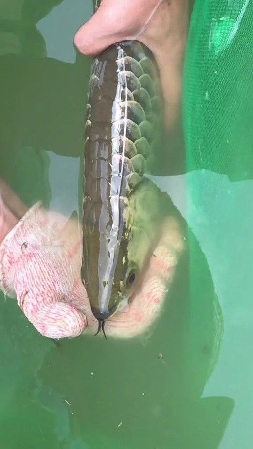 麗江龍魚的卵長什么樣子圖片大全