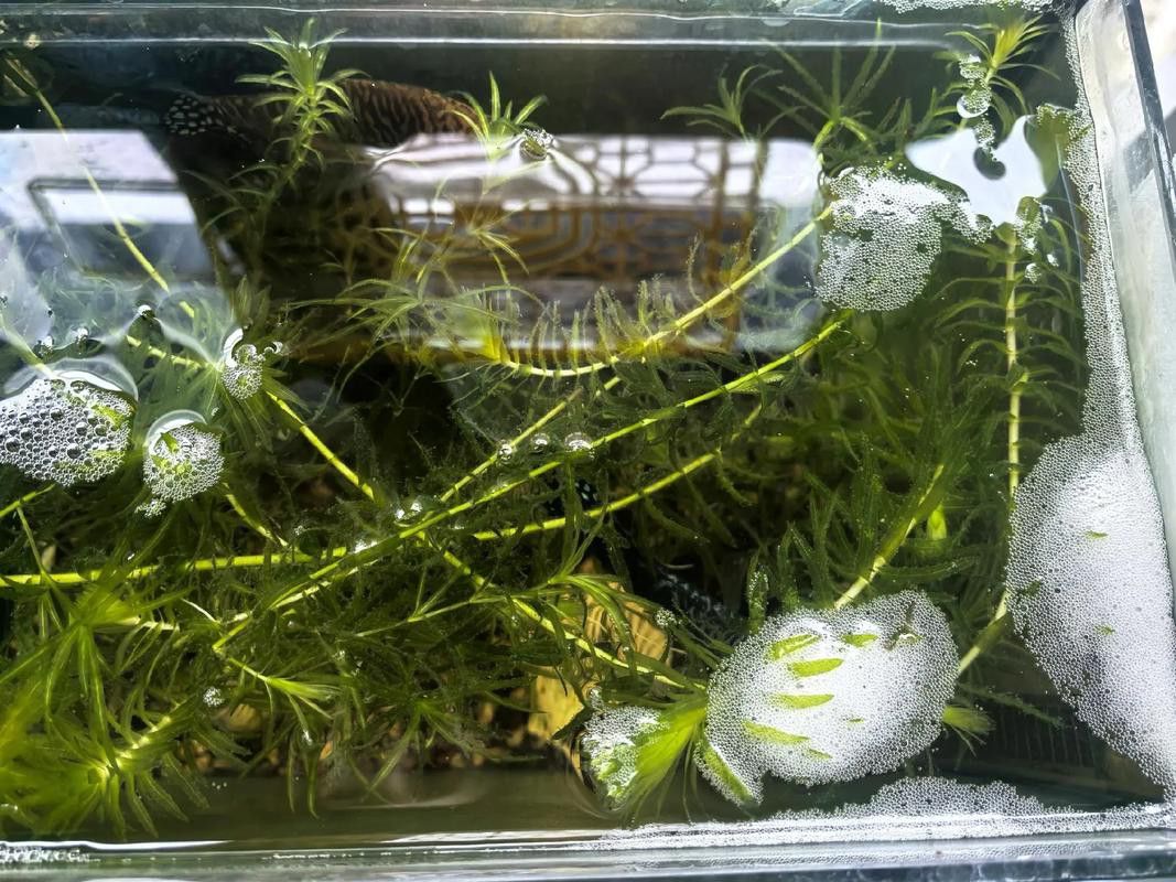 麗江龍魚的卵長什么樣子圖片大全
