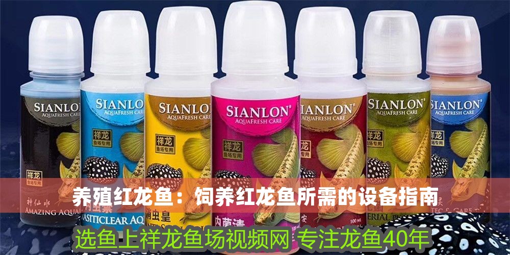 養殖紅龍魚：飼養紅龍魚所需的設備指南
