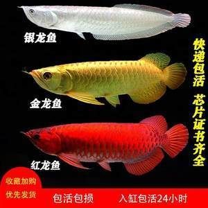 金龍魚比銀龍魚貴：金龍魚價格普遍高于銀龍魚的價格普遍高于銀龍魚
