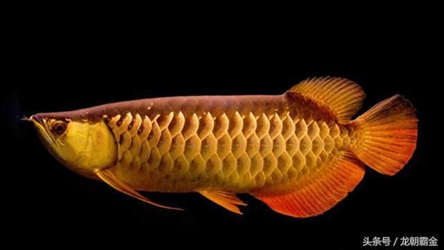 最貴金龍魚多少錢一條