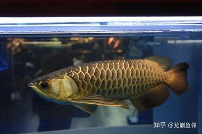 金龍魚古典過背
