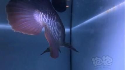 金龍魚古典過背