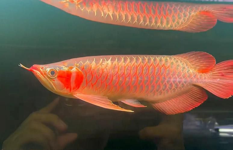 如何鑒別紅龍魚(yú)的品相和血統(tǒng)？