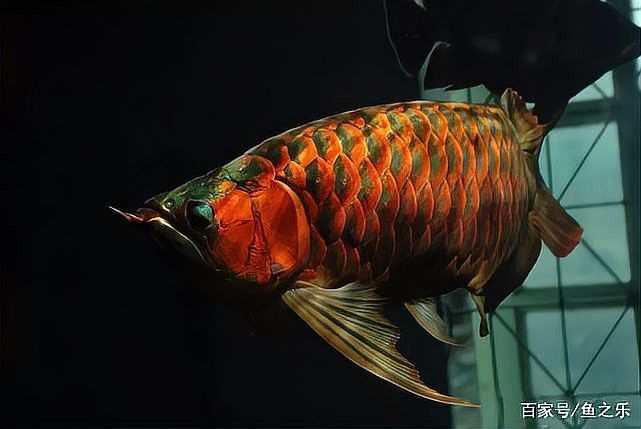 如何鑒別紅龍魚(yú)的品相和血統(tǒng)？