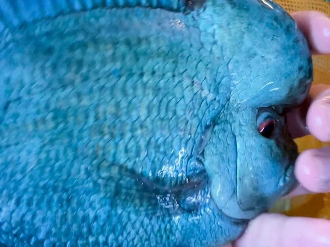 小虎魚可以和龍魚一起混養(yǎng)嗎圖片
