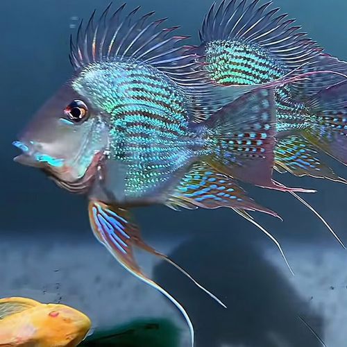 小虎魚可以和龍魚一起混養(yǎng)嗎圖片