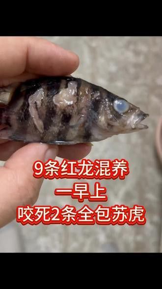 小虎魚可以和龍魚一起混養(yǎng)嗎圖片