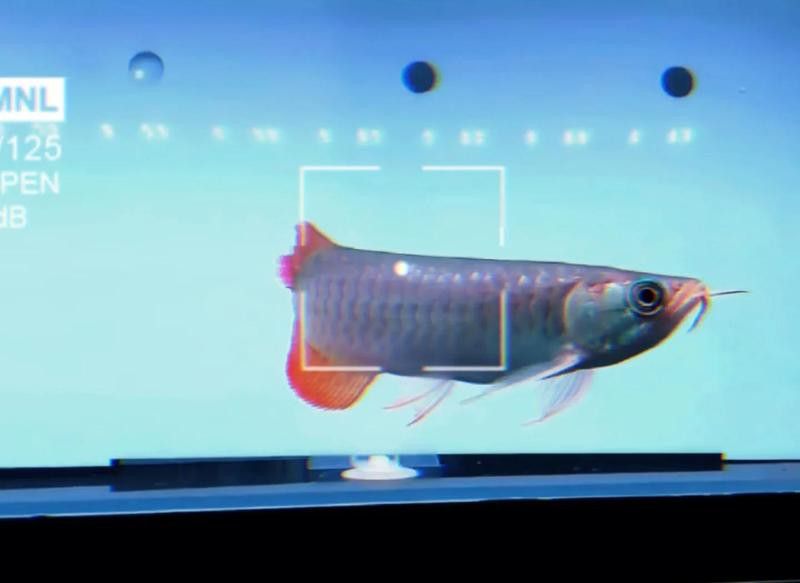 金龍魚手術后如何護理？