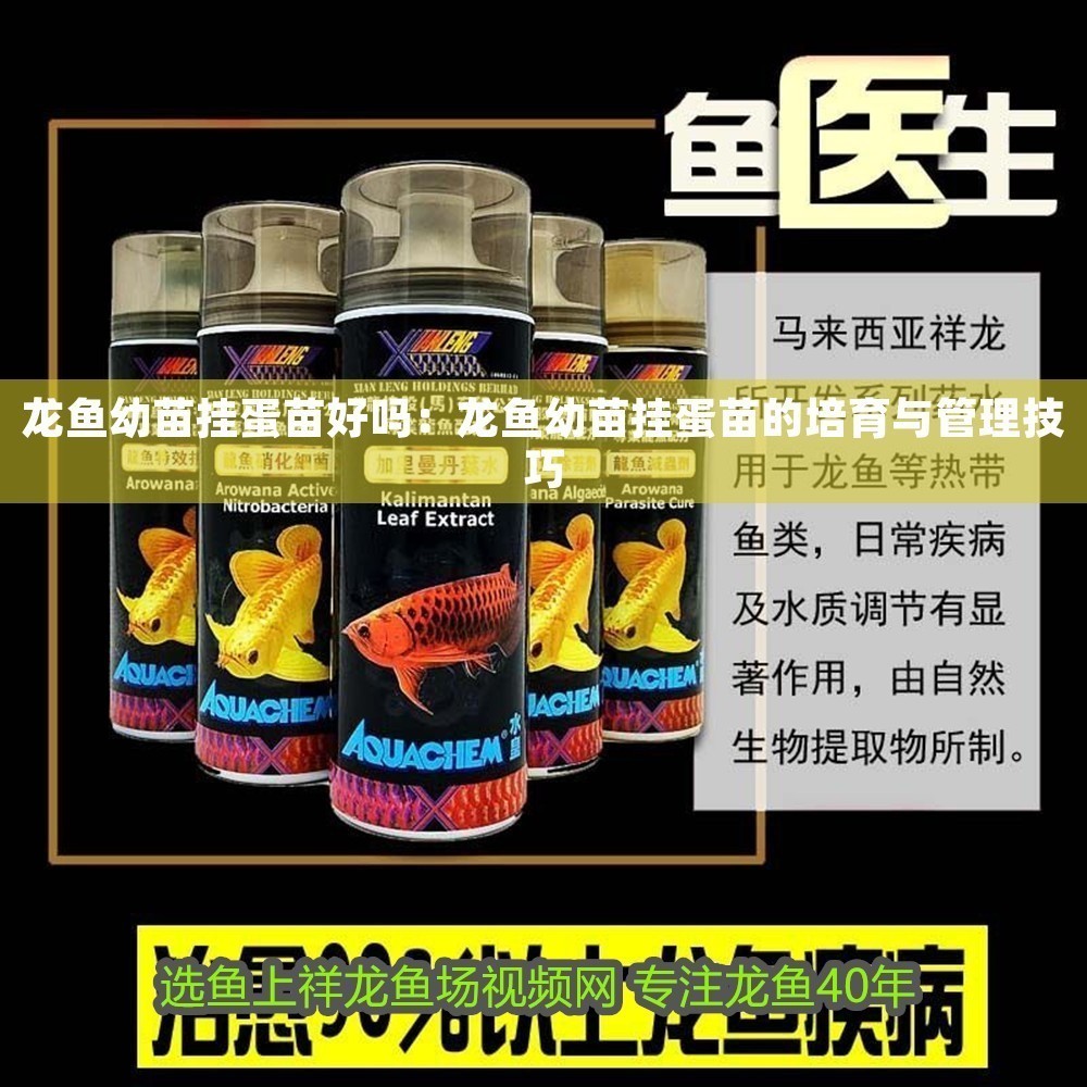 龍魚幼苗掛蛋苗好嗎：龍魚幼苗掛蛋苗的培育與管理技巧
