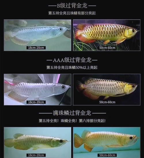 過背金龍魚和黃金龍魚的市場價格