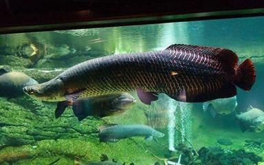 龍魚能和巨骨舌一起養嗎（巨骨舌魚與龍魚混養需要注意什么，巨骨舌魚與龍魚混養）
