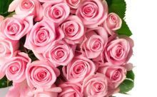 玫瑰銀版魚批發：玫瑰銀版魚批發以及相關貨源基地信息