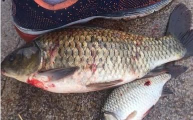 龍魚鱗掉了會長么：關于龍魚鱗片掉落后的恢復情況的詳細介紹
