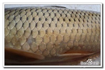 龍魚鱗掉了會長么：關于龍魚鱗片掉落后的恢復情況的詳細介紹